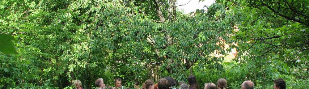 Wildpflanzenführung im Friedensgarten